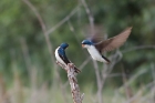 barn swallows at Occoquan Bay NWR